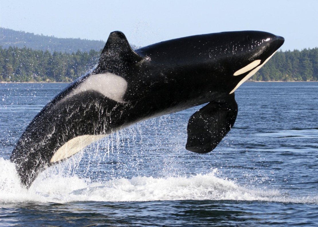 what do killer whales look like